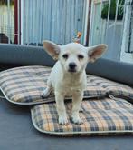 Nog 1 jack russel terriër teefje beschikbaar., Jack Russell Terriër, 8 tot 15 weken, Meerdere, Meerdere dieren