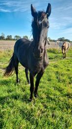 Zwarte AES-merrie 2023 – Allround talent – “Djadja”, Dieren en Toebehoren, Paarden, Merrie, Met stamboom, Dressuurpaard, 0 tot 2 jaar