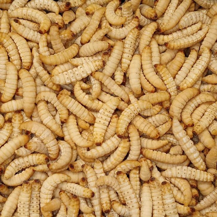 levende insecten !!!!, Dieren en Toebehoren, Vogels | Overige Vogels, Geslacht onbekend