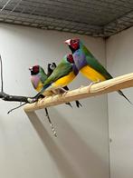4-4 Gouldamadine, Meerdere dieren, Tropenvogel, Geringd