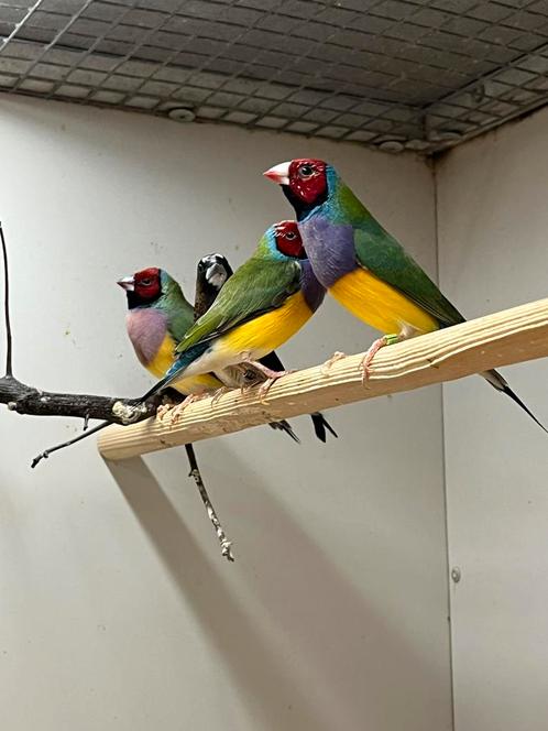 4-4 Gouldamadine, Dieren en Toebehoren, Vogels | Overige Vogels, Tropenvogel, Meerdere dieren, Geringd