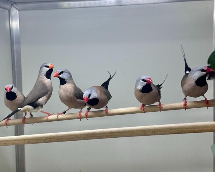Spitsstaart amadines koppel, Dieren en Toebehoren, Vogels | Overige Vogels, Meerdere dieren