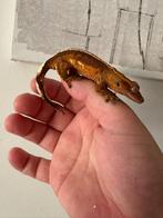 Winpergekko gekko vrouw 13,5 cm 1,5 jaar oud, Dieren en Toebehoren, Reptielen en Amfibieën | Toebehoren, Ophalen, Terrarium of Paludarium