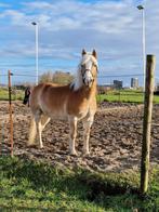 Haflinger merrie, Merrie, Gechipt, Niet van toepassing, 11 jaar of ouder