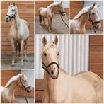 Chique 7 jarige palomino merrie, Merrie, Met stamboom, Minder dan 160 cm, Dressuurpaard