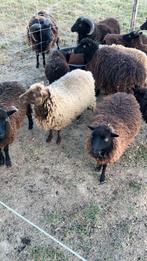 Ooien, rammen te koop aangeboden., Dieren en Toebehoren, Schapen, Geiten en Varkens, Meerdere dieren, Schaap, 0 tot 2 jaar