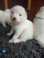 Prachtig Samojeed teefje., Dieren en Toebehoren, Overige rassen, 8 tot 15 weken, Meerdere, Meerdere dieren