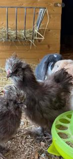 Gratis optehalen., Dieren en Toebehoren, Mannelijk, Kip