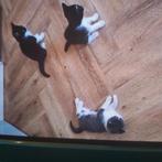 3 super sociale lieve kittens, Dieren en Toebehoren, Katten en Kittens | Overige Katten, Geslacht onbekend, Kortharig, 0 tot 2 jaar