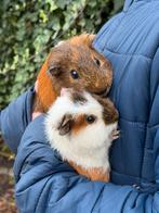 💛🤎 4 lieve mooie cavia beertjes 🤎💛, Dieren en Toebehoren, Cavia, April, Mannelijk, Tam