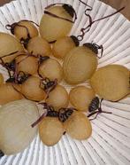 Excl. decoratie paaseiren PTMD craquelé pastel geel dik glas, Diversen, Pasen, Ophalen of Verzenden, Zo goed als nieuw