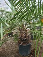 Jubaea Chilensis, Tuin en Terras, Ophalen