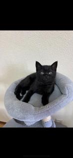 Britse korthaar kitten, Kater
