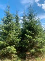 Grote kerstbomen Servische sparren 4/5 m voor mooimaken, Ophalen, Volle zon, Overige soorten