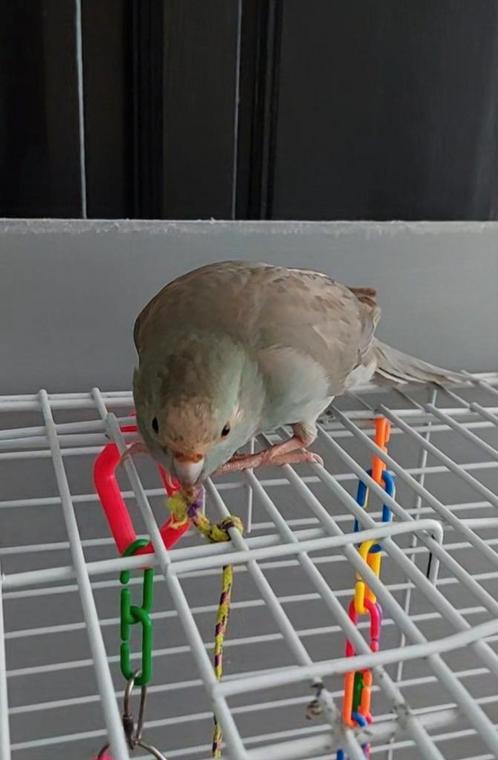 Jong kakariki dametje, Dieren en Toebehoren, Vogels | Parkieten en Papegaaien, Parkiet, Vrouwelijk, Geringd