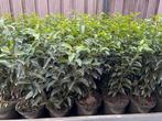 Portugese laurier in pot, Super kwaliteit!, Ophalen, Laurier, Haag, Minder dan 100 cm
