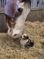 Australian shepherd x Berner Sennen pups, Dieren en Toebehoren, Honden | Herdershonden en Veedrijvers, Nederland, Meerdere, Meerdere dieren