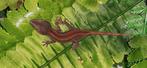 Jonge Rhacodactylus Gargoyle gekko redstripe, Dieren en Toebehoren, 0 tot 2 jaar