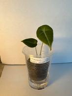 Alocasia black velvet (2), Ophalen of Verzenden, Overige soorten, Minder dan 100 cm