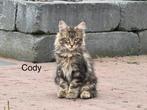 Maine Coon raszuivere XXL kittens Met stamboom, Dieren en Toebehoren, Katten en Kittens | Raskatten | Langhaar, Meerdere dieren