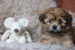 BEELDSCHONE PUPPY’S - Kruising Shih Tzu & Dwerg Schnauzer, Dieren en Toebehoren, Maltezer, Rabiës (hondsdolheid), 8 tot 15 weken
