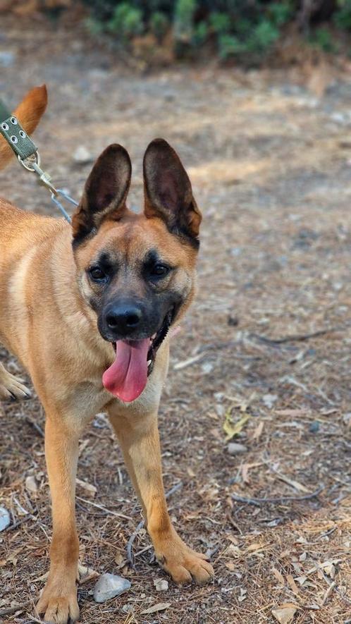 Anya ca 2,5 jaar is in Nederland, Dieren en Toebehoren, Honden | Herdershonden en Veedrijvers, Teef, Herder, Particulier, Eén hond