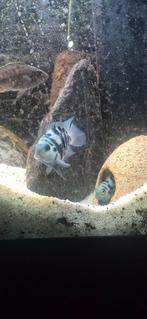 Blue parrot kweek koppels, Ophalen of Verzenden