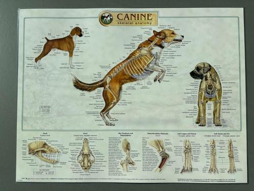 Anatomie Honden Spier- en Skeletstelsel + Int. Org. 3posters, Verzamelen, Posters, Nieuw, Dier of Natuur, A1 t/m A3, Rechthoekig Liggend