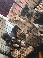Shiba inu x F1 Pomsky pups, Overige rassen, 8 tot 15 weken, Meerdere, Meerdere dieren