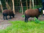 Lammeren te koop 4 maanden oud, Dieren en Toebehoren, Schapen, Geiten en Varkens, Vrouwelijk, Schaap
