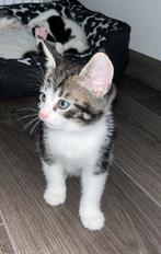 Super kittens, Dieren en Toebehoren, Katten en Kittens | Overige Katten, Meerdere dieren, 0 tot 2 jaar