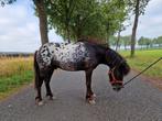 Appaloosa hengsten te koop, Dieren en Toebehoren, Pony's, Hengst, A pony (tot 1.17m), Recreatiepony, 3 tot 6 jaar