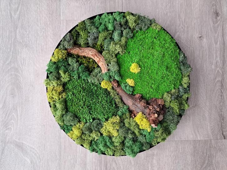 Mosschilderij rond 30 cm, Huis en Inrichting, Woonaccessoires | Wanddecoraties, Nieuw, Ophalen