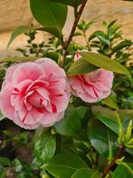 Camelia 'William Bartlett' 80-100 cm, Ophalen of Verzenden, Overige soorten, Struik, Minder dan 100 cm