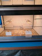 Diamantduifjes, Ophalen of Verzenden, Hout, Vogelkooi