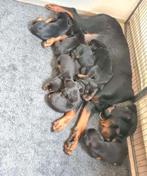 Dobberman x Rottweiler pups, Dieren en Toebehoren, CDV (hondenziekte), Particulier, Meerdere, 8 tot 15 weken