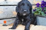 Sportieve kruising bocker x labradoodle pups., Nederland, Overige rassen, 8 tot 15 weken, CDV (hondenziekte)