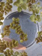 Salvinia Natans drijfplant aquarium, Ophalen, Nieuw, Plant(en), Steen of Hout