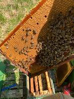 6 raams bijenvolk, Dieren en Toebehoren, Insecten en Spinnen, Bijen