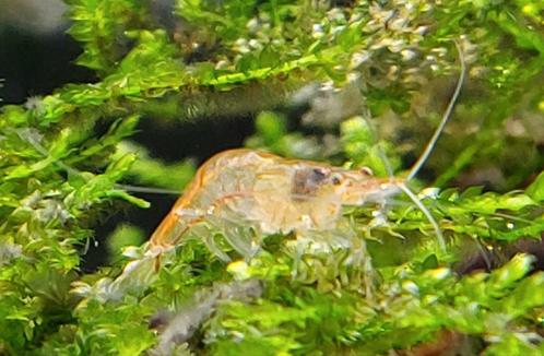 Neocaridina garnaal, cherry  shrimp,  vuurgarnaal, Dieren en Toebehoren, Vissen | Aquariumvissen, Kreeft, Krab of Garnaal