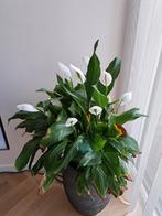 spathiphyllum, lepelplant, Huis en Inrichting, Kamerplanten, Minder dan 100 cm, Halfschaduw, Ophalen