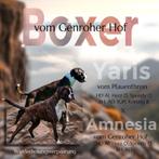 Boxer pups met stamboom, Dieren en Toebehoren, Particulier, Rabiës (hondsdolheid), Overige rassen, 8 tot 15 weken