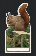 Eekhoorn Sciurus Vulgaris Knaagdier., Verzamelen, Ansichtkaarten | Dieren, Ophalen of Verzenden, 1980 tot heden, Ongelopen, Knaagdier