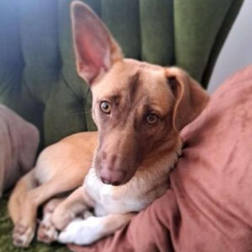 AIN: Ayla, Dieren en Toebehoren, Honden | Niet-rashonden, Middel, Teef, Handelaar, Eén hond, Buitenland, 3 tot 5 jaar, CDV (hondenziekte)