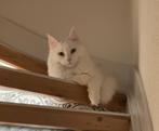 Witte kater Maine Coon Shaki, Dieren en Toebehoren, Katten en Kittens | Raskatten | Langhaar, Kater, 0 tot 2 jaar