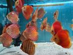 Blue Alenquer Discus, Symphysodon Discus, Vis, Zoetwatervis