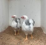 Wyandotte kriel zwart-wit columbia., Dieren en Toebehoren, Pluimvee, Meerdere dieren, Kip