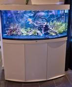 Juwel vision 260 wit, Dieren en Toebehoren, Ophalen, Zo goed als nieuw, Gevuld zoetwateraquarium