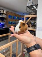 Te koop jonge gecastreerde cavia's beertjes mannetjes, Mei, Mannelijk, Cavia