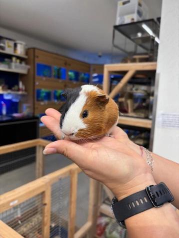 Te koop jonge gecastreerde cavia's beertjes mannetjes beschikbaar voor biedingen